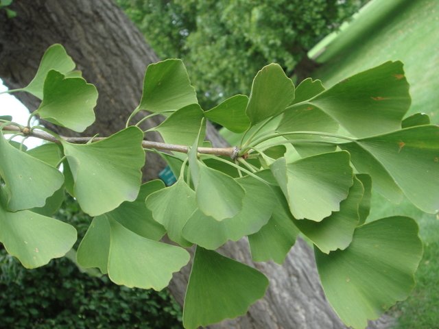 Ginkgo biloba feuille
